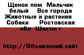 Щенок пом. Мальчик белый  - Все города Животные и растения » Собаки   . Ростовская обл.,Шахты г.